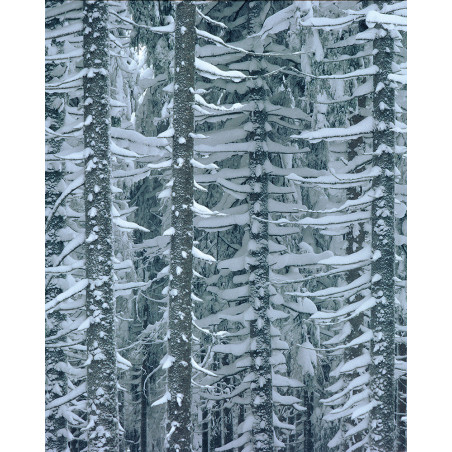 Hans Silvester -  Photo Larches in Winter