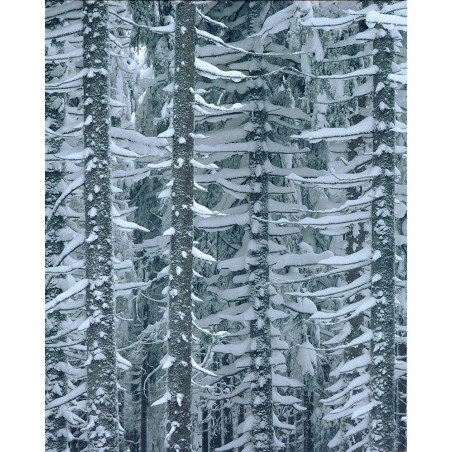 Hans Silvester - Photo Mélèzes sous la neige