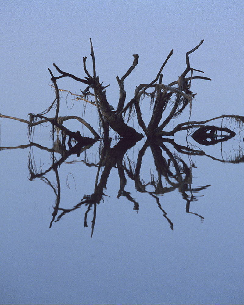 Hans Silvester -  Photo Abandoned tree 1