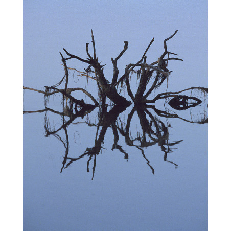 Hans Silvester - Photo Arbre Abandonné 1