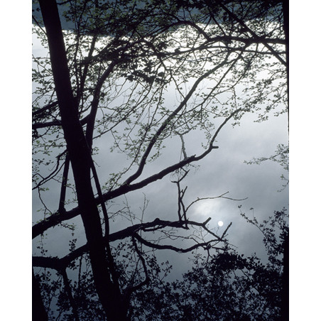 Hans Silvester - Photo Pleine Lune sur la forêt