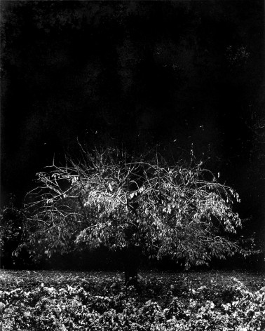 Denis Brihat - The sad cherry tree