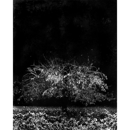 Denis Brihat - The sad cherry tree