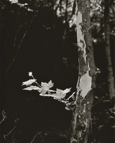 Denis Brihat - The plane tree