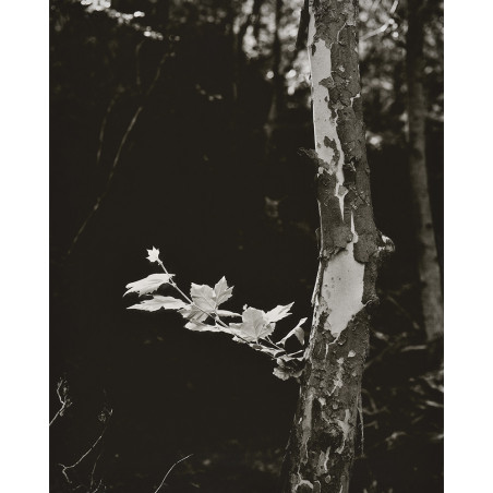 Denis Brihat - The plane tree