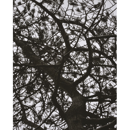 Denis Brihat - Irish pine