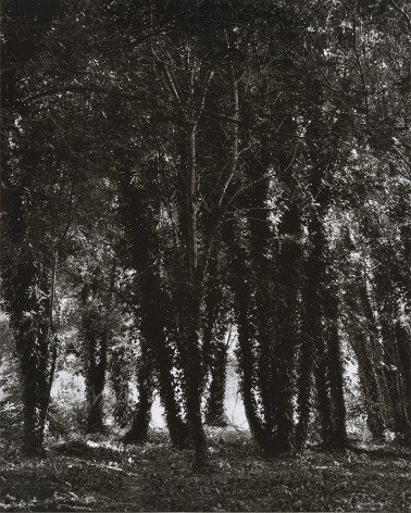 Denis Brihat - Trees and Lichens