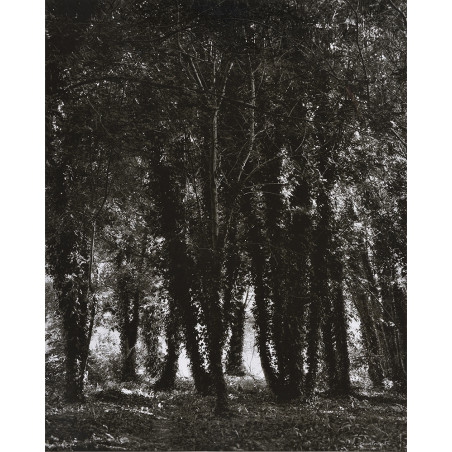 Denis Brihat - Arbres et Lichens