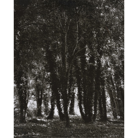 Denis Brihat - Trees and Lichens