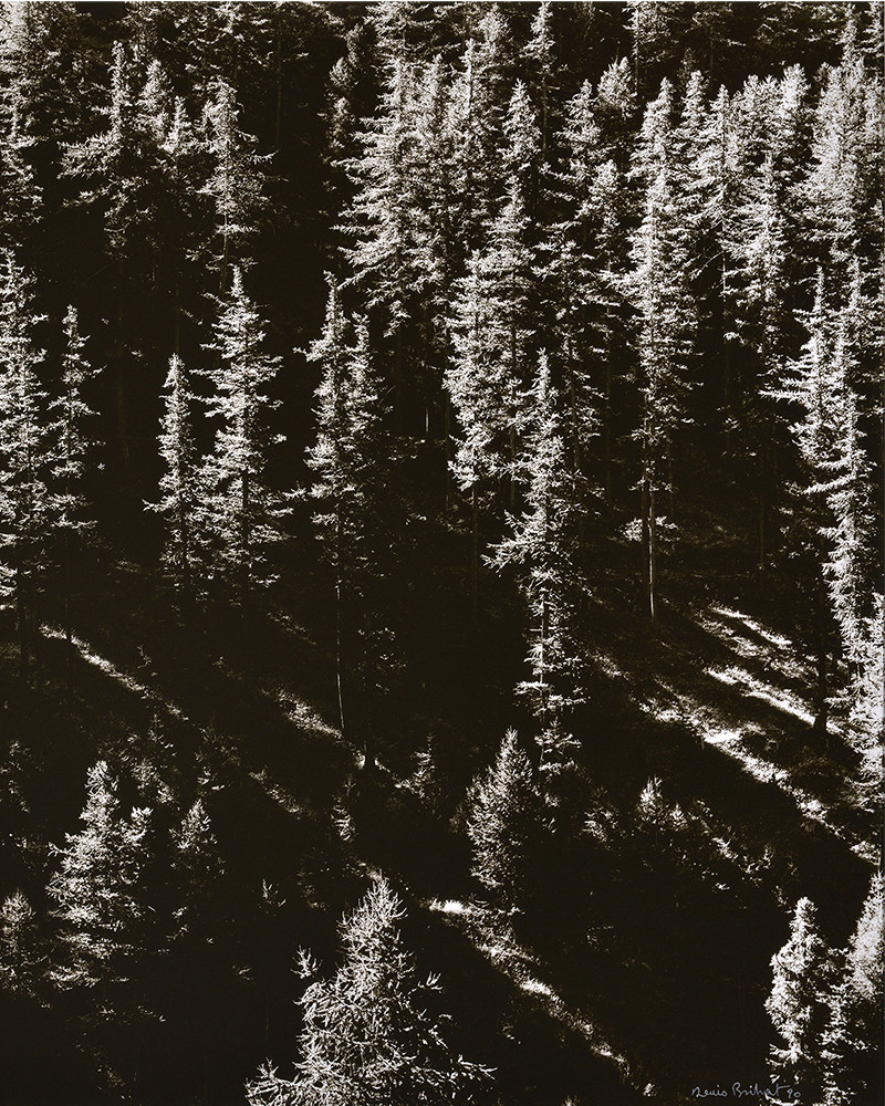 Denis Brihat - Larches in Val Prevert