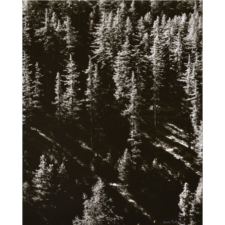 Denis Brihat - Larches in Val Prevert