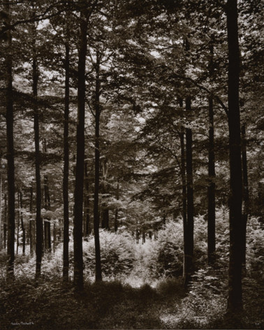 Denis Brihat - Forest