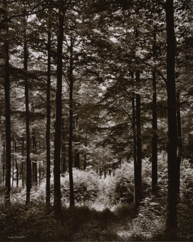 Denis Brihat - Forêt