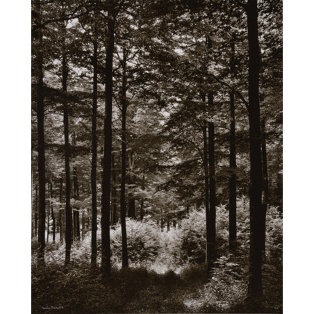 Denis Brihat - Forest