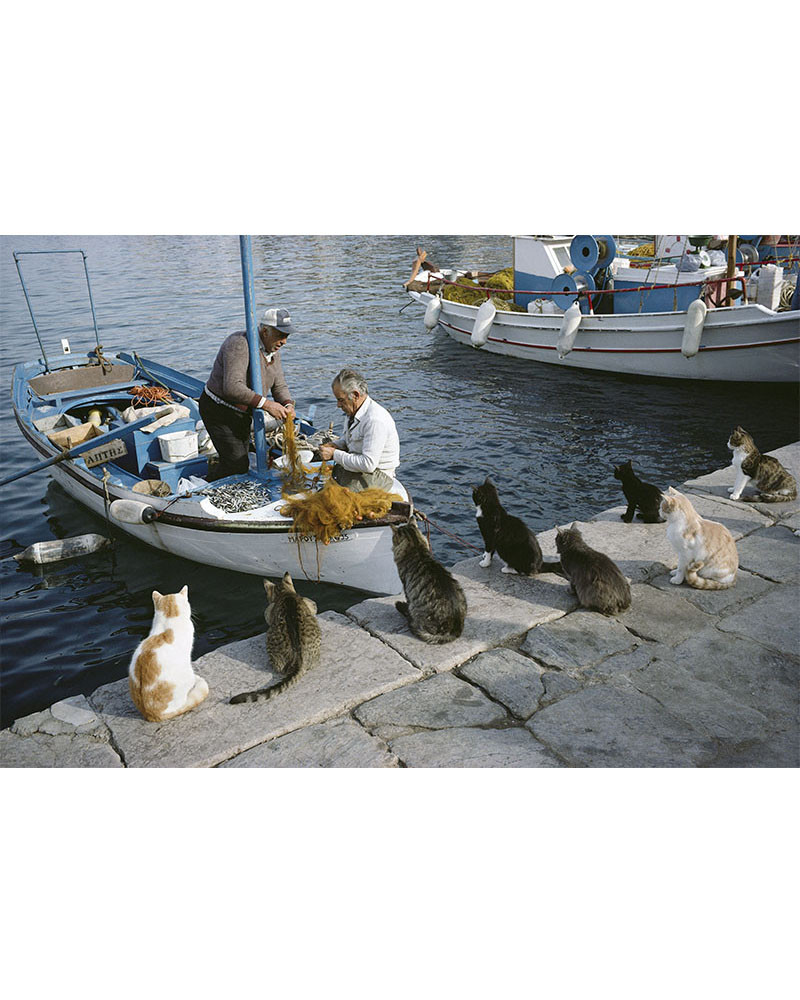 Hans Silvester - Islands Cats 01