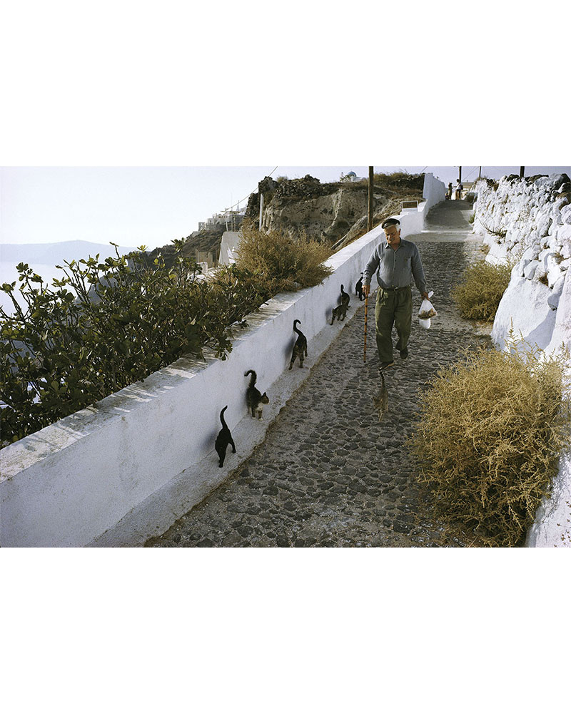 Hans Silvester - Islands Cats 04