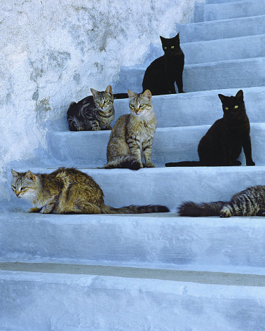 Hans Silvester - Islands Cats 06