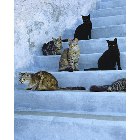 Hans Silvester - Islands Cats 06