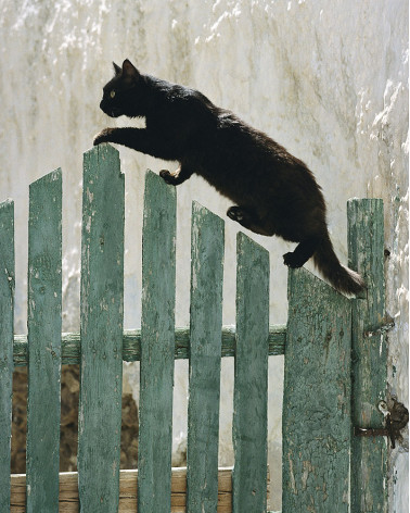 Hans Silvester - Islands Cats 07