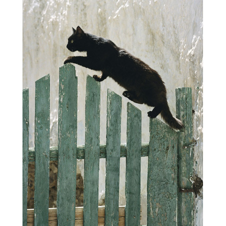 Hans Silvester - Islands Cats 07