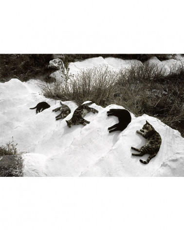 Hans Silvester - Islands Cats 09