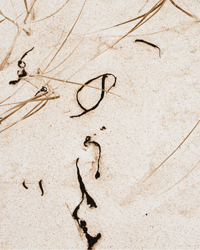 Denis Brihat - Algues et herbes sur le sable