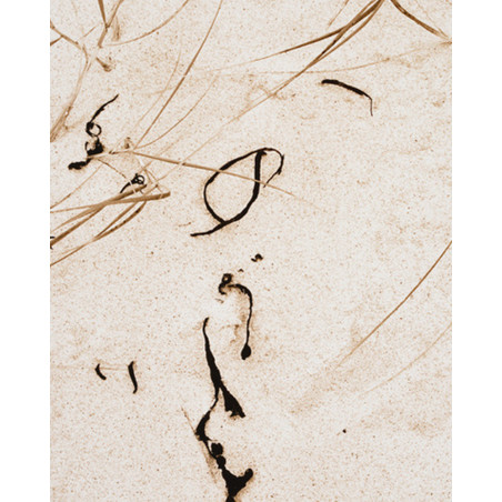 Denis Brihat - Algues et herbes sur le sable