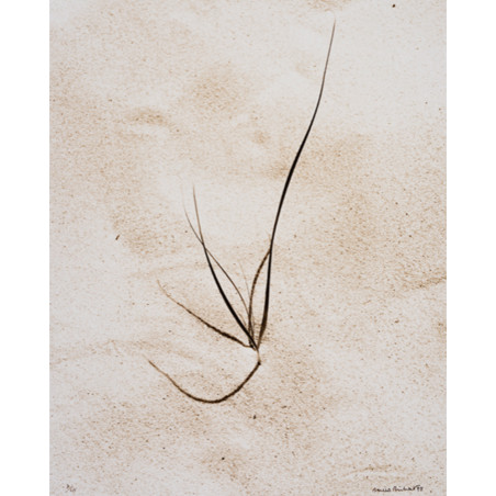 Denis Brihat - Herbes