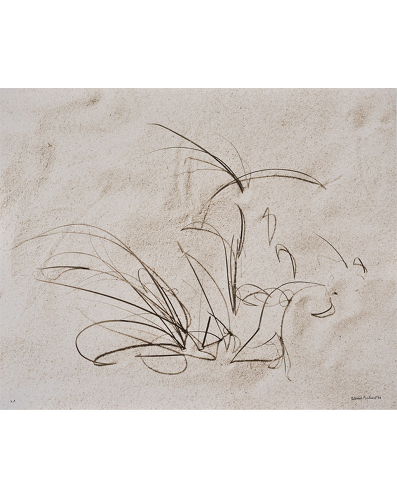 Denis Brihat - Herbes dans le sable