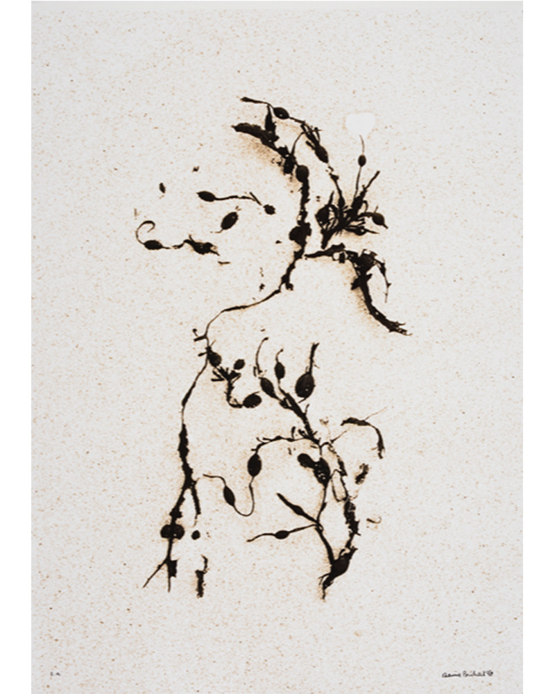 Denis Brihat - Kelp on the sand Denis Brihat - Kelp on the sand
