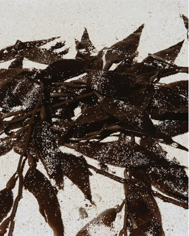 Denis Brihat - Seaweed in Point Lobos