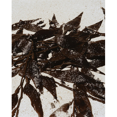 Denis Brihat - Seaweed in Point Lobos