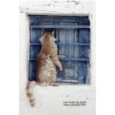 Hans Silvester - Les chats du soleil, livre