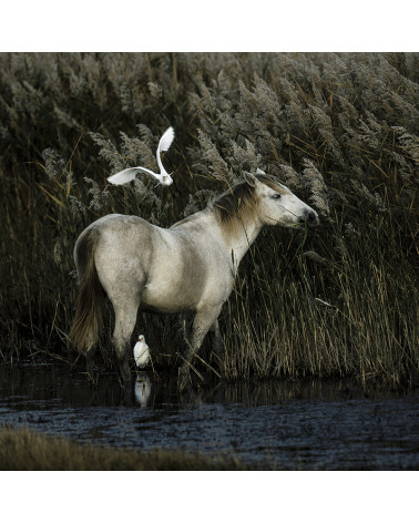 Hans Silvester - Ma complicité avec les chevaux de Camargue, livre