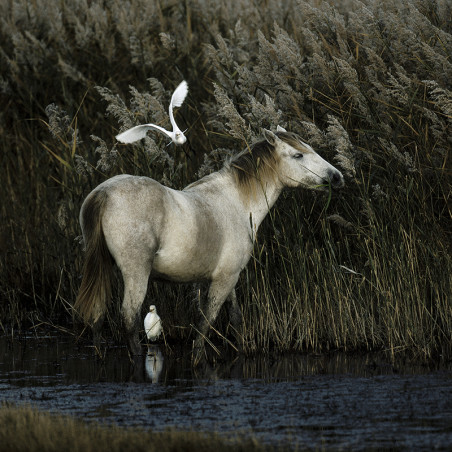 Hans Silvester - Ma complicité avec les chevaux de Camargue, livre