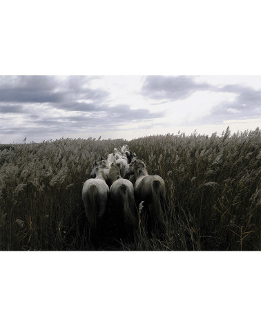 Hans Silvester - ma complicité avec les chevaux de Camargue, album