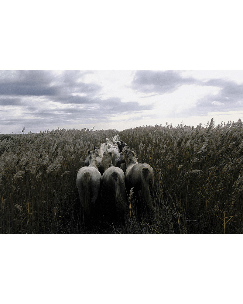 Hans Silvester - Chevaux de Camargue 01