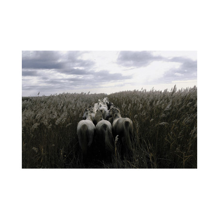 Hans Silvester - Camargue's Horses 01