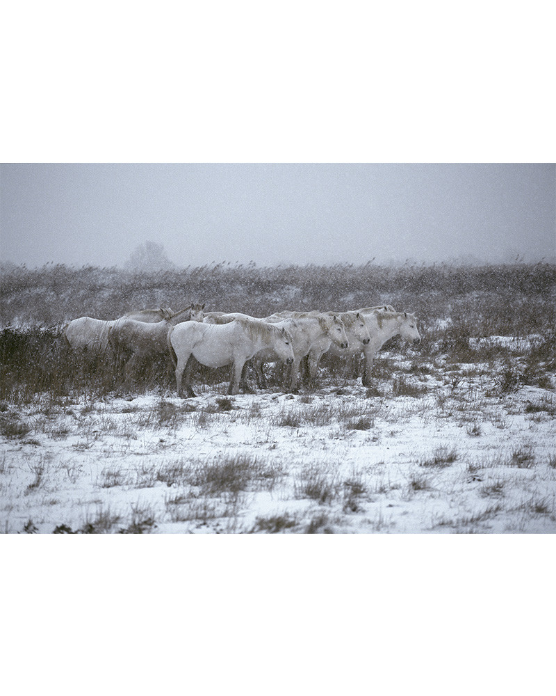 Hans Silvester - ma complicité avec les chevaux de Camargue, album