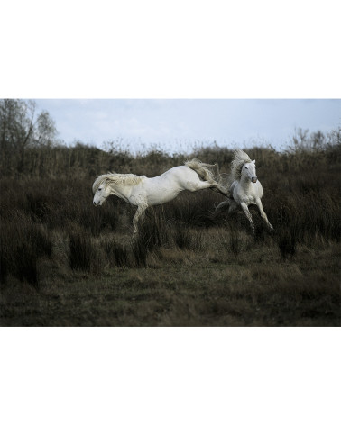 Hans Silvester - Chevaux de Camargue 05