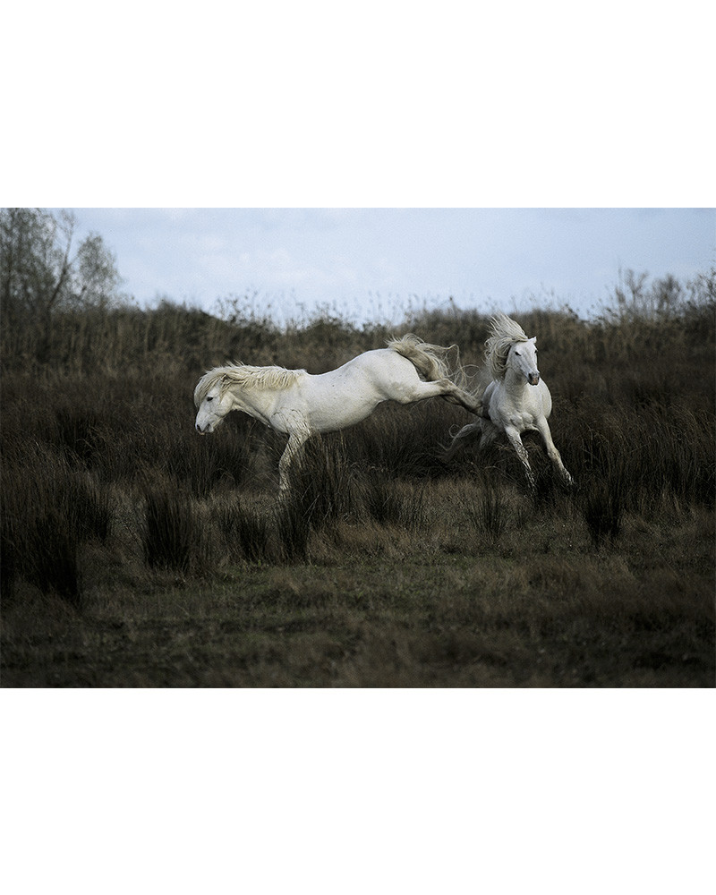 Hans Silvester - Camargue's Horses 05