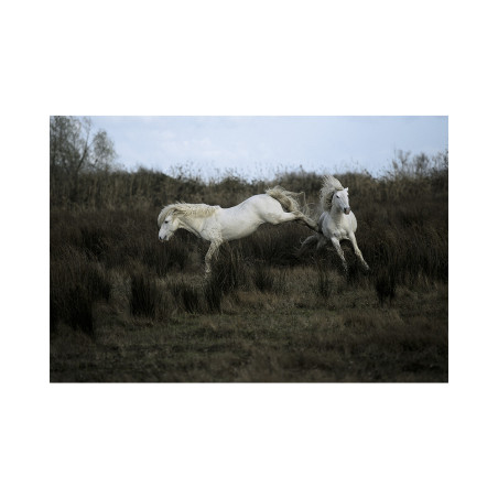 Hans Silvester - Camargue's Horses 05