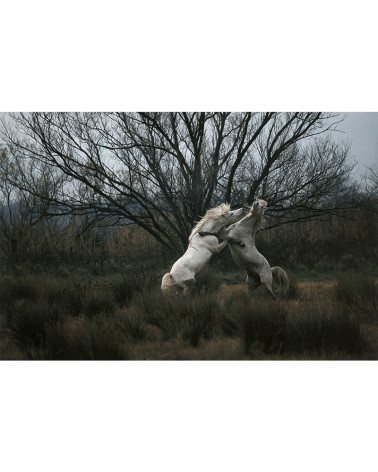 Hans Silvester - Camargue's Horses 06