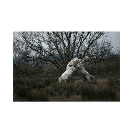 Hans Silvester - Camargue's Horses 06