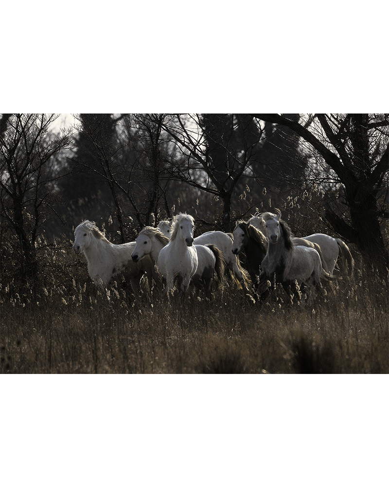 Hans Silvester - Chevaux de Camargue 07