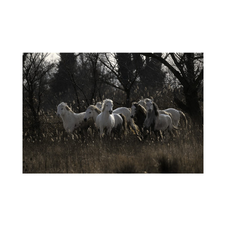 Hans Silvester - Chevaux de Camargue 07