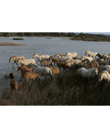 Hans Silvester - Camargue's Horses 08