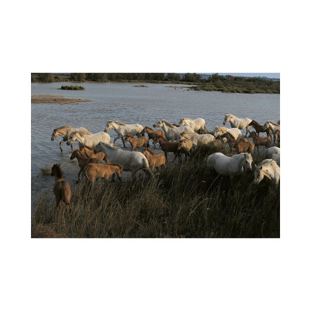 Hans Silvester - Camargue's Horses 08