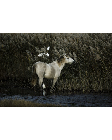 Hans Silvester - Chevaux de Camargue 09