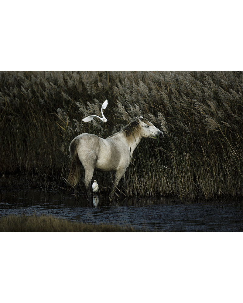 Hans Silvester - Chevaux de Camargue 09